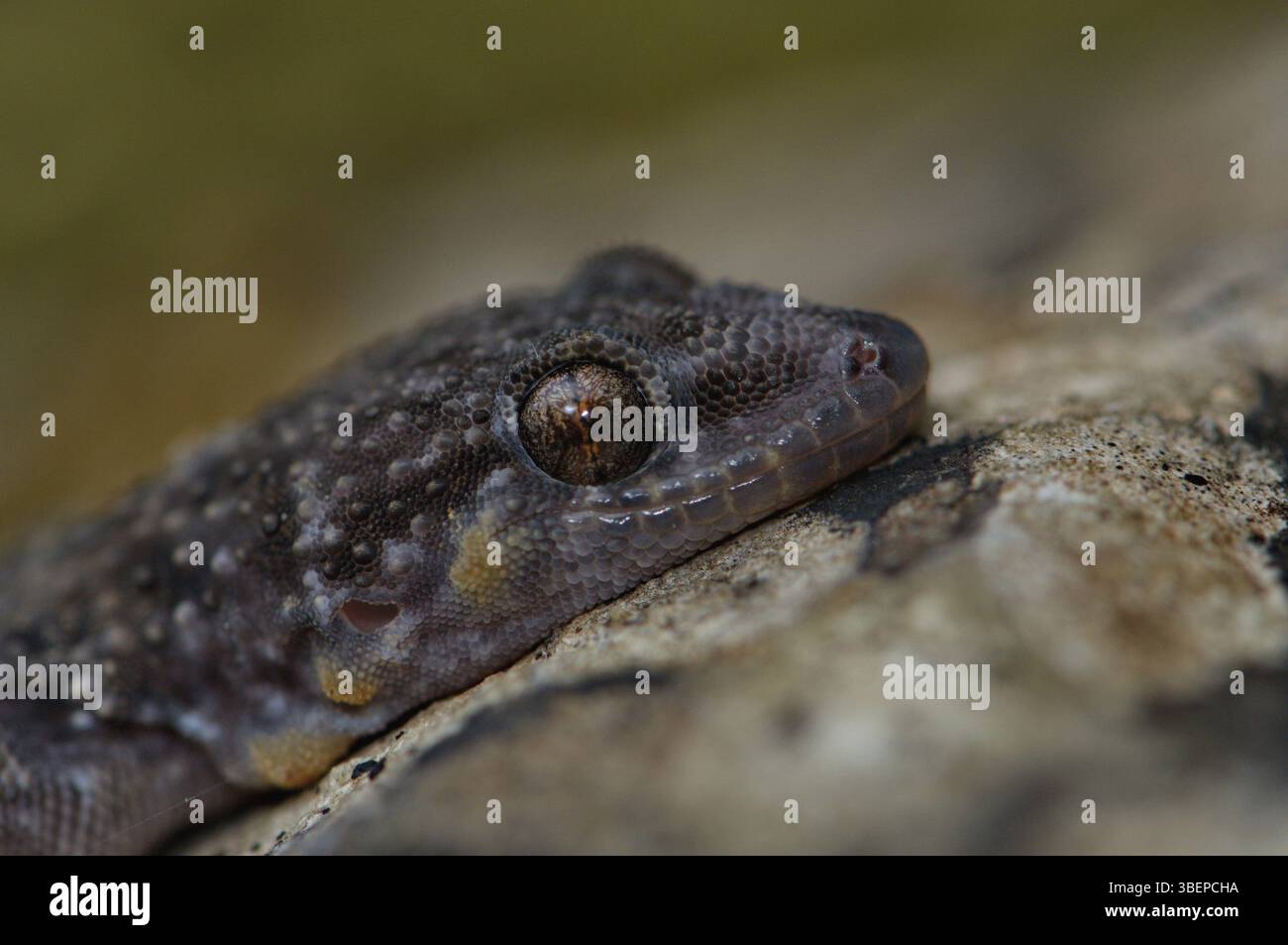Geco turco a metà dita (Hemidactylus T. turcicus) Foto Stock