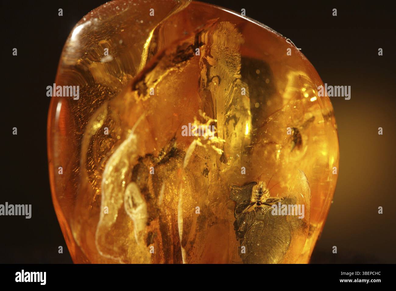 Amber include - Fungus gnat Foto Stock