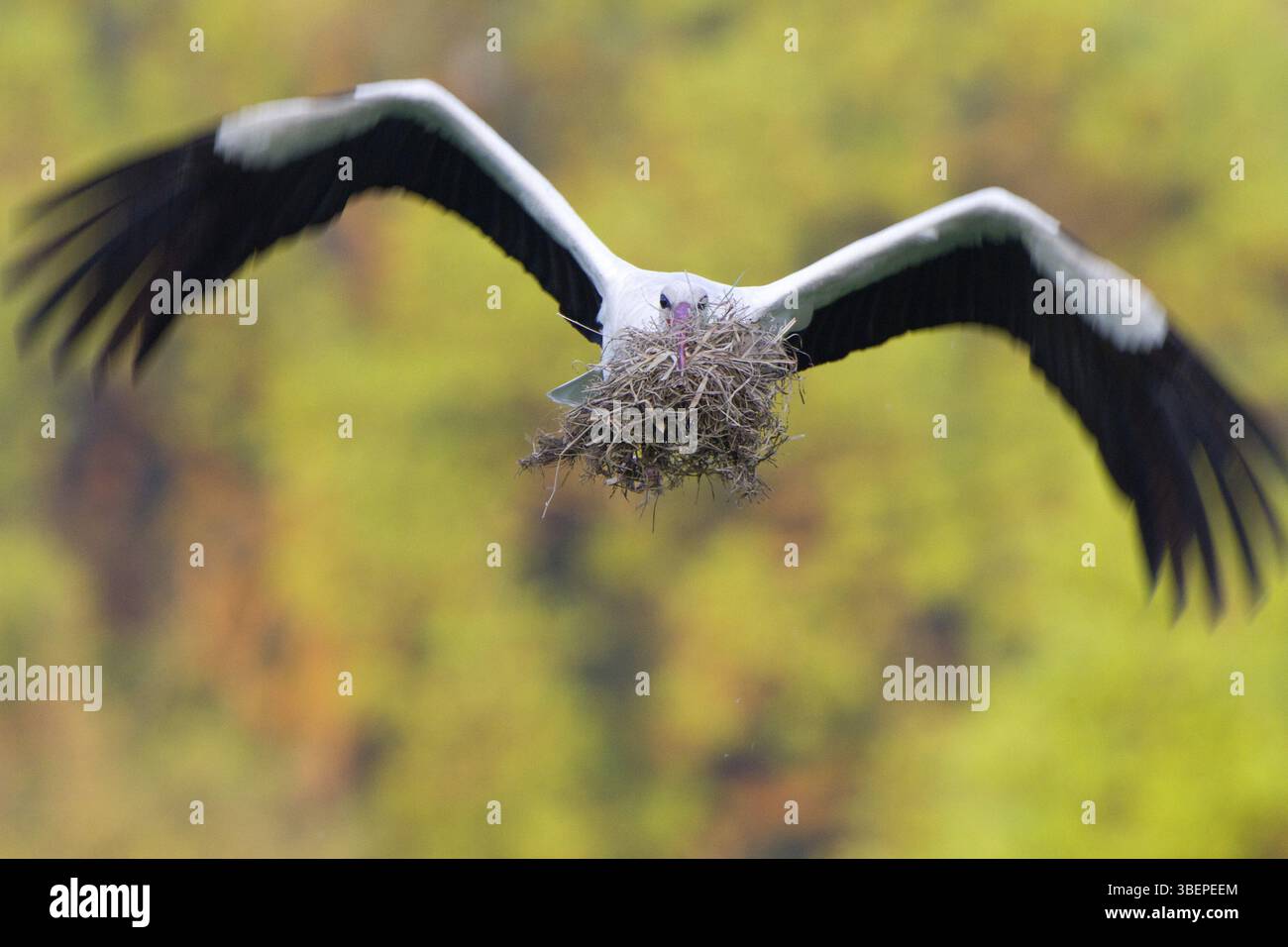 Cicogna bianca (Ciconia ciconia) Foto Stock
