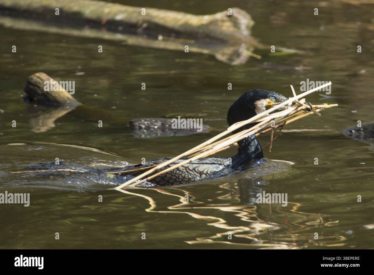 Cormorano (Phalacrocorax carbo) Foto Stock