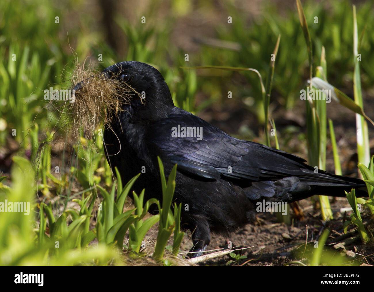 Corvido con materiale di nidificazione (1) (Corvidae) Foto Stock