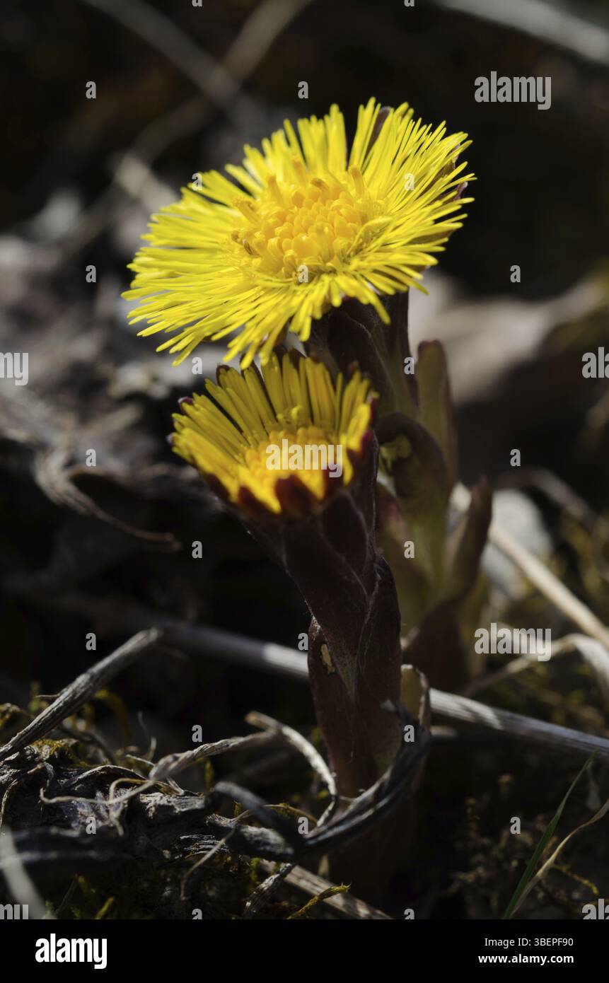 (Coltsfoot Tussilago farfara) Foto Stock