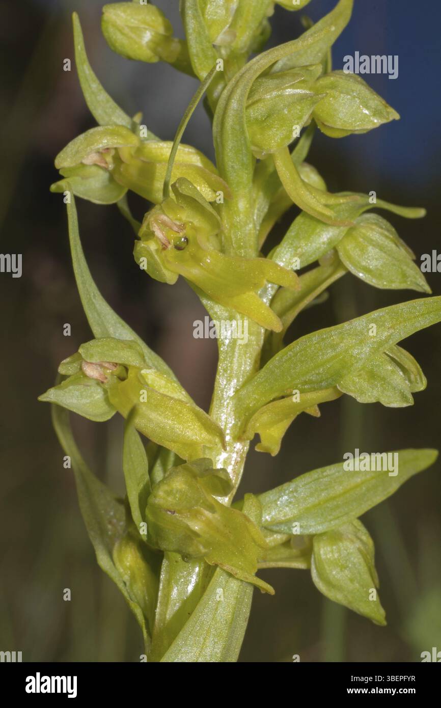 Orchidea di rana (Coeloglossum viride) Foto Stock