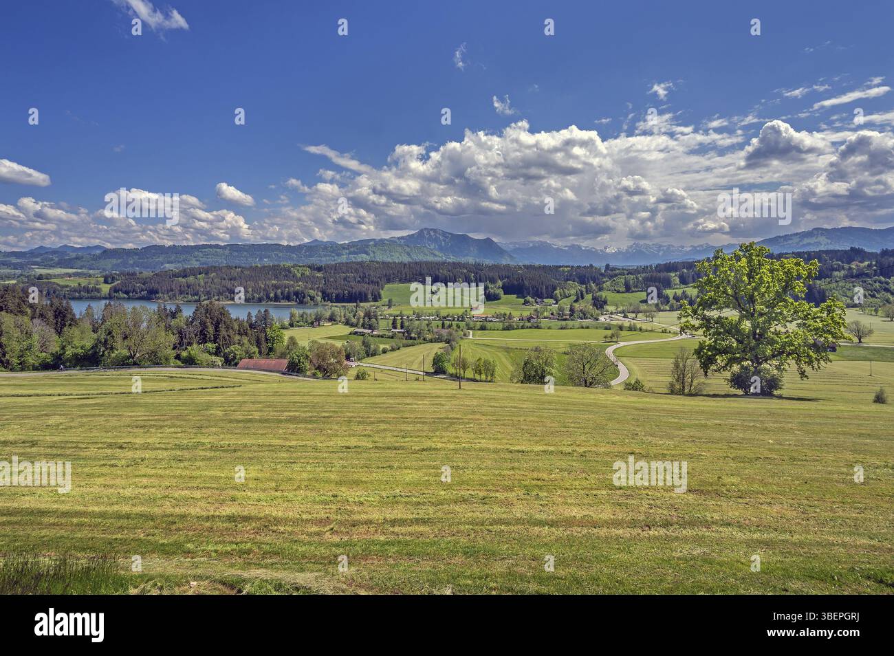 Lago Niedersonthofen, prati erbosi, tortuose strade di campagna, foresta mista e nuvole di cumulus sulle Alpi Allgaeu vicino a Niedersonthofen, Allgaeu, Foto Stock