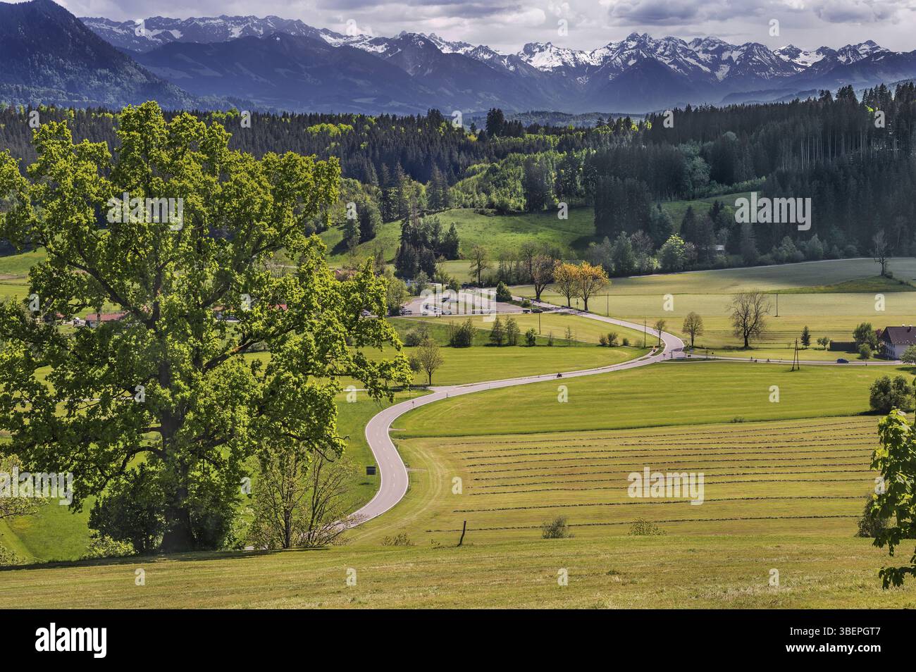 Prati erbosi, tortuose strade di campagna, foreste miste e Alpi Allgaeu nei pressi di Niedersonthofen, Allgaeu, Svevia, Baviera, Germania, Europa Foto Stock