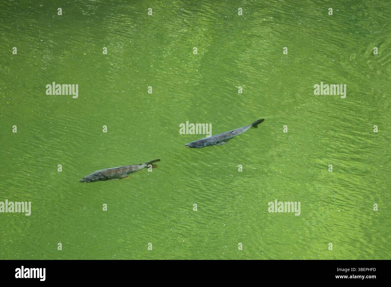 Carpa (Cyprinus carpio) Foto Stock