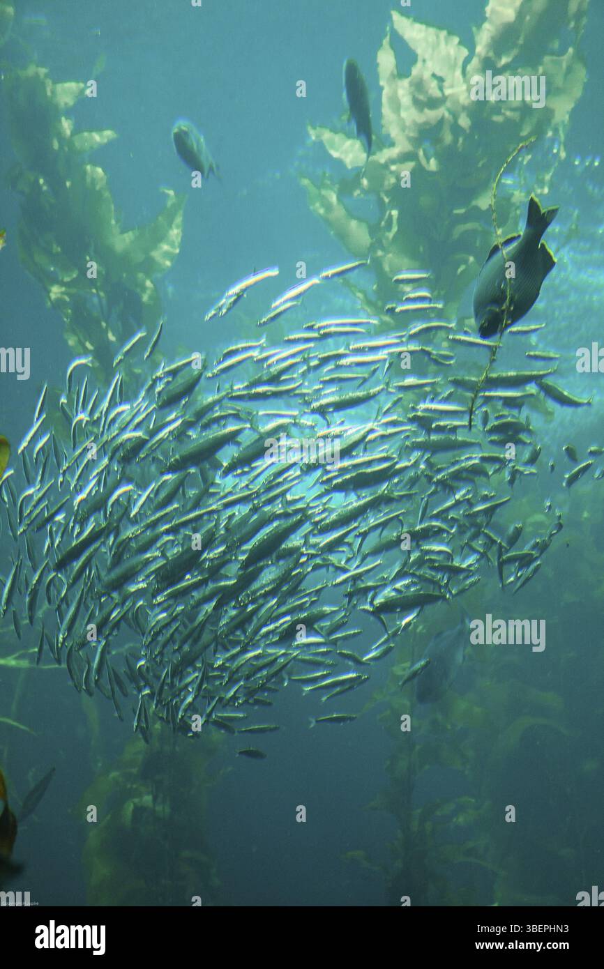 Monterey Aquarium Foto Stock