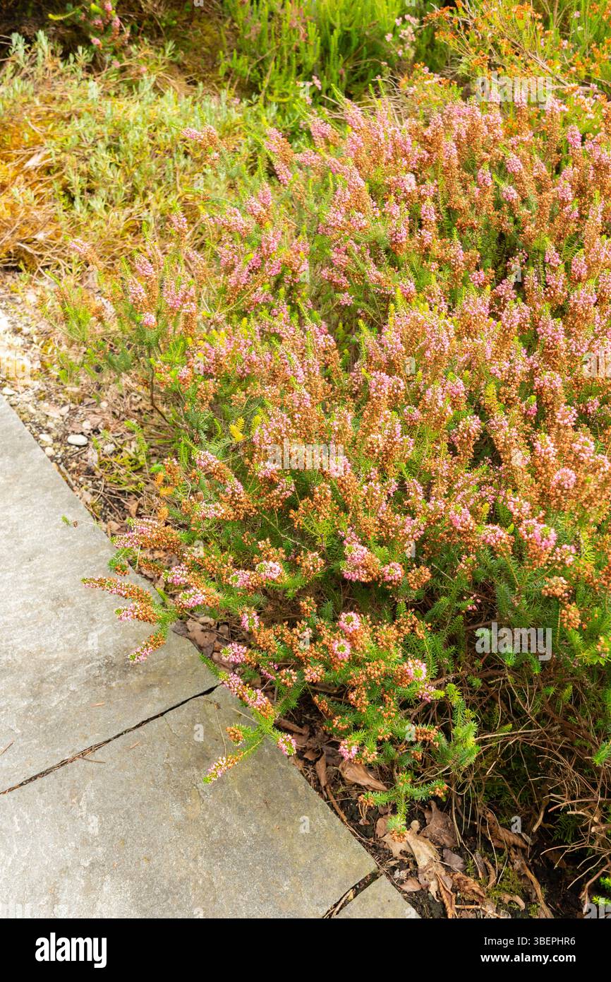 San Gallo, Svizzera, 17 agosto 2024 Erica Vagans o pianta di brughiera della cornovaglia presso il giardino botanico Foto Stock