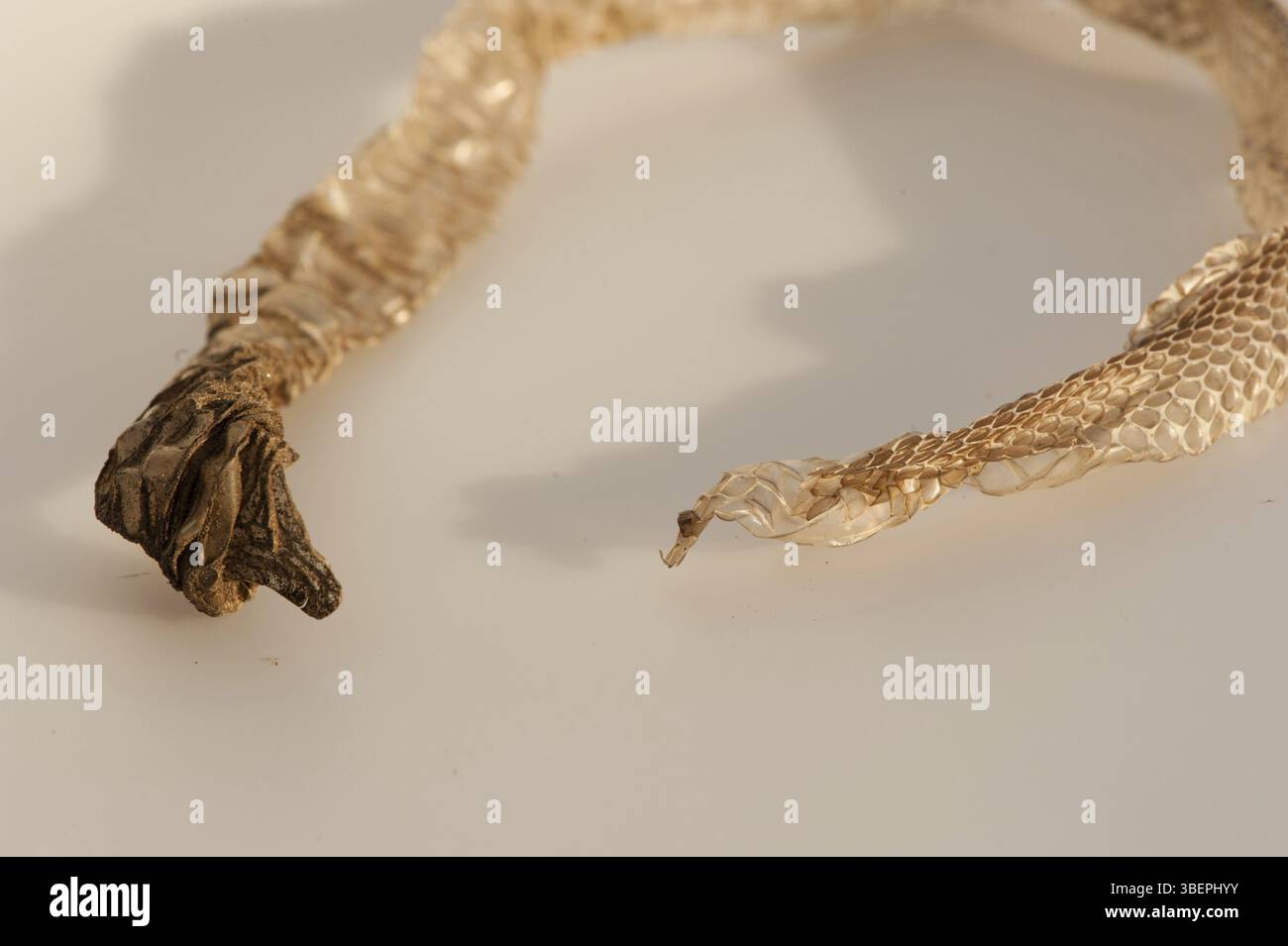 Pelle di serpente erba (Natrix natrix) Foto Stock