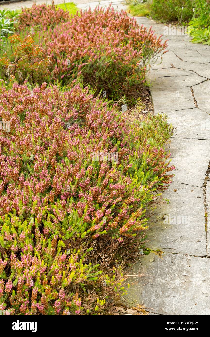 San Gallo, Svizzera, 17 agosto 2024 Erica Vagans o pianta di brughiera della cornovaglia presso il giardino botanico Foto Stock