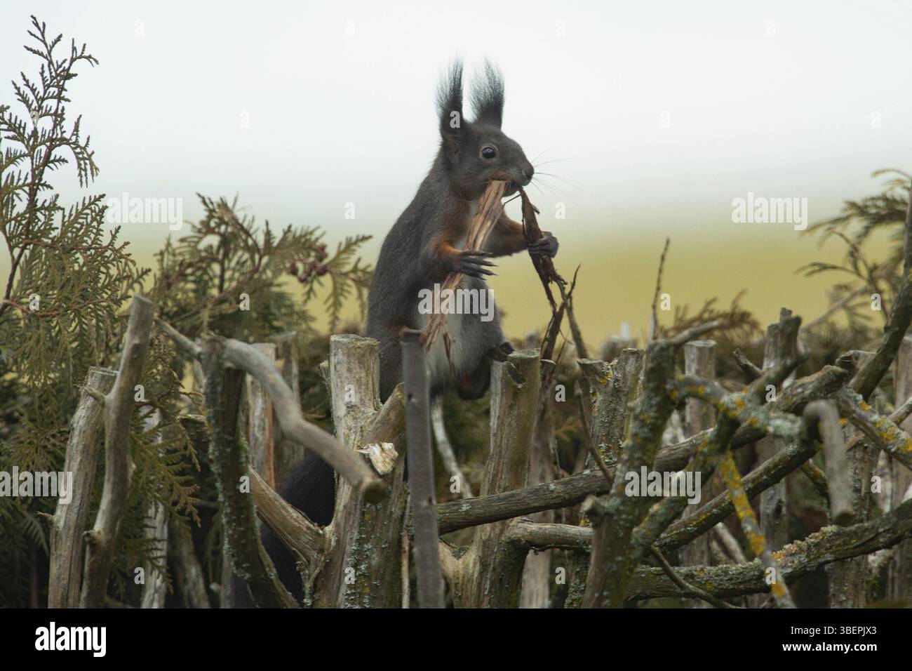 Scoiattolo (Sciurus vulgaris) Foto Stock