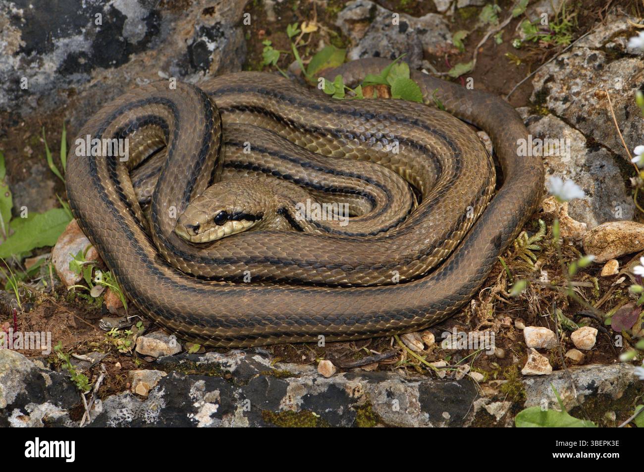 Serpente a quattro strisce (Elaphe q. quatuorlineata) Foto Stock