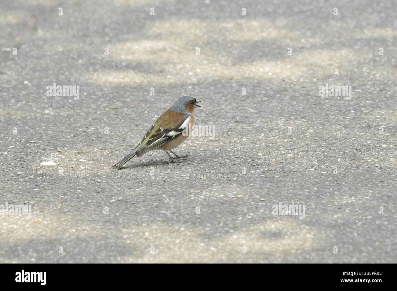 Chaffinch - maschio (Fringilla coelebs) Foto Stock
