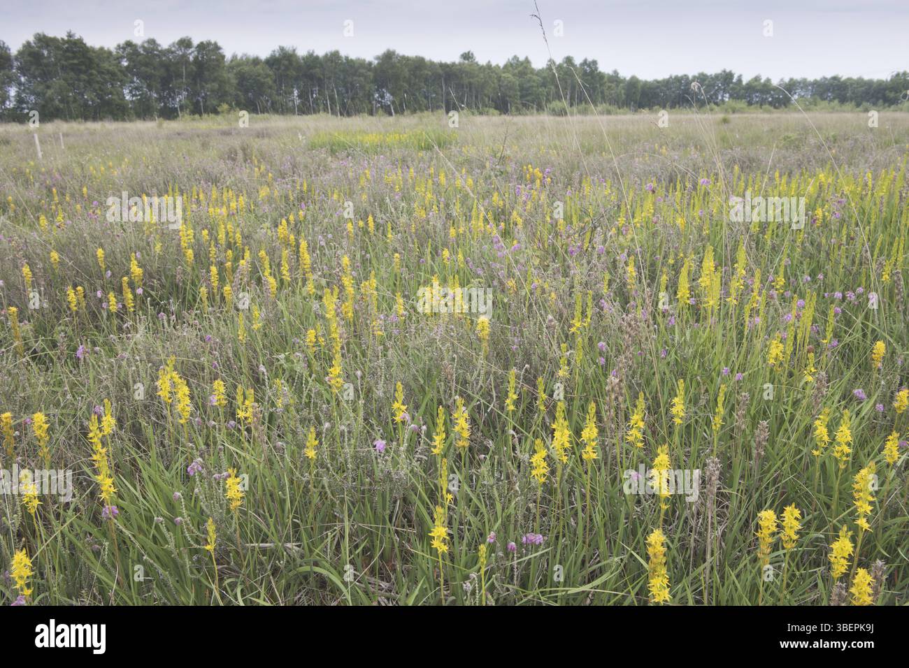 Giglio paludoso (Narthecium ossifragum) Foto Stock