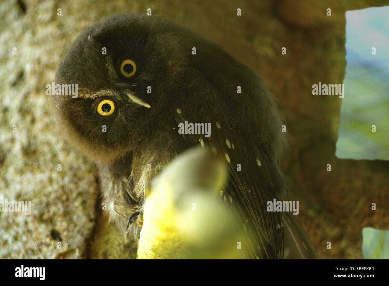 Gufo cornuto (Aegolius funereus) Foto Stock