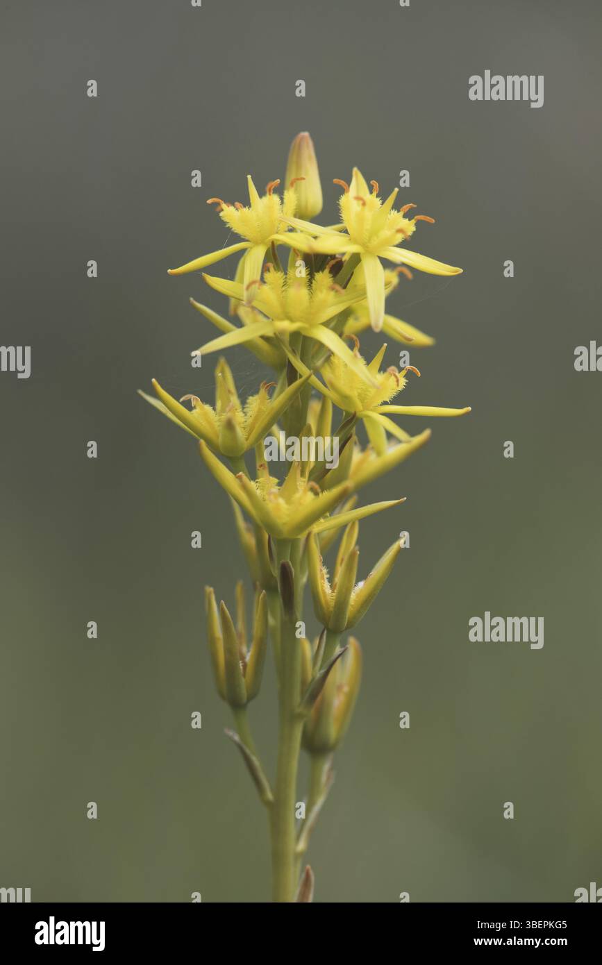 Sassifraggio (Narthecium ossifragum) Foto Stock