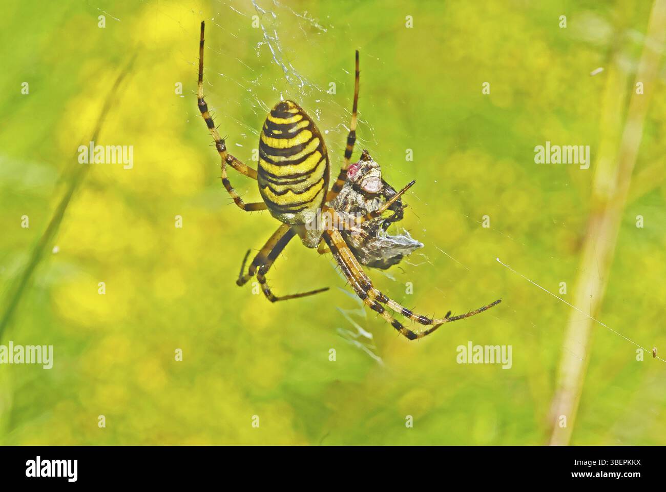 Ragno WASP con preda (Argiope bruennichi) Foto Stock