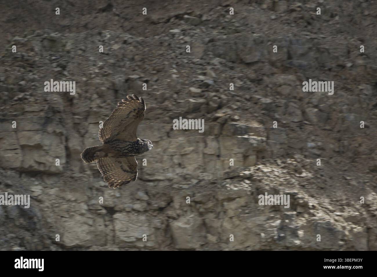 Gufo reale (Bubo bubo) Foto Stock