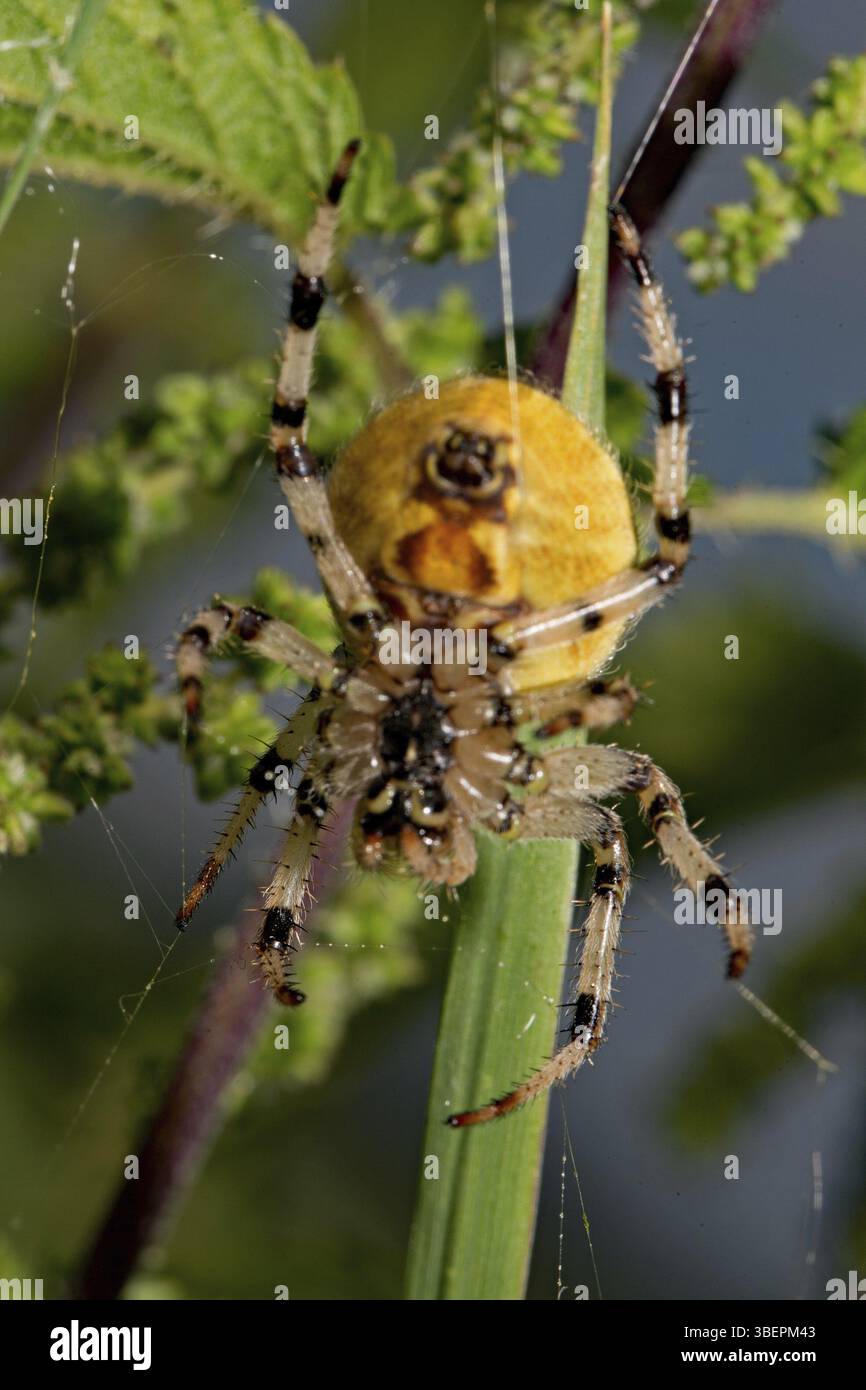 Crociera a quattro punte (Araneus quadratus) Foto Stock