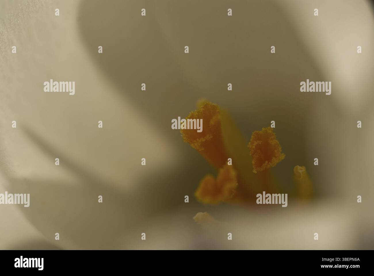 Fiore di cocco (Crocus L.) Foto Stock