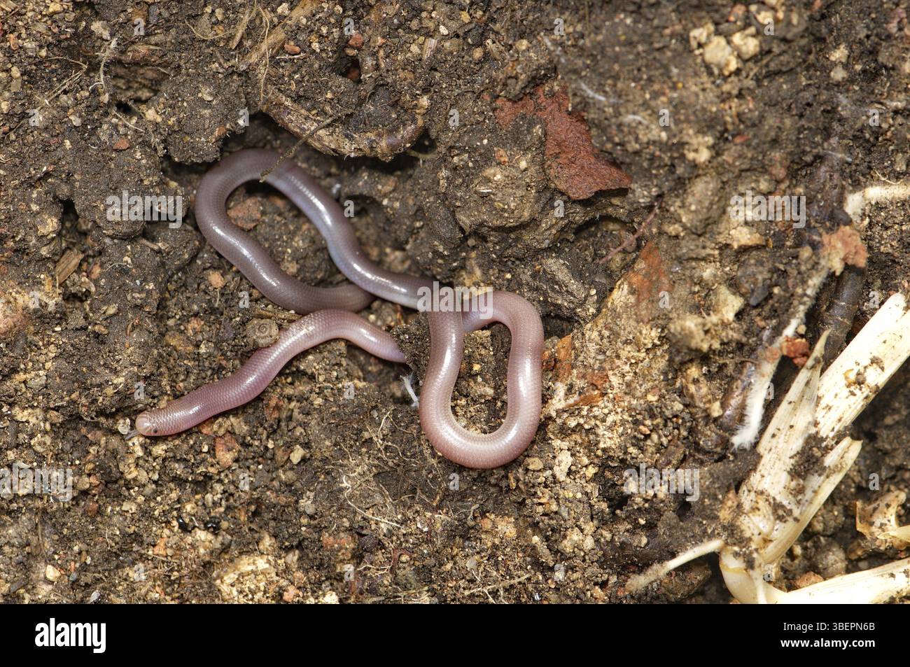 Serpente verminoso (Typhlops vermicularis) Foto Stock