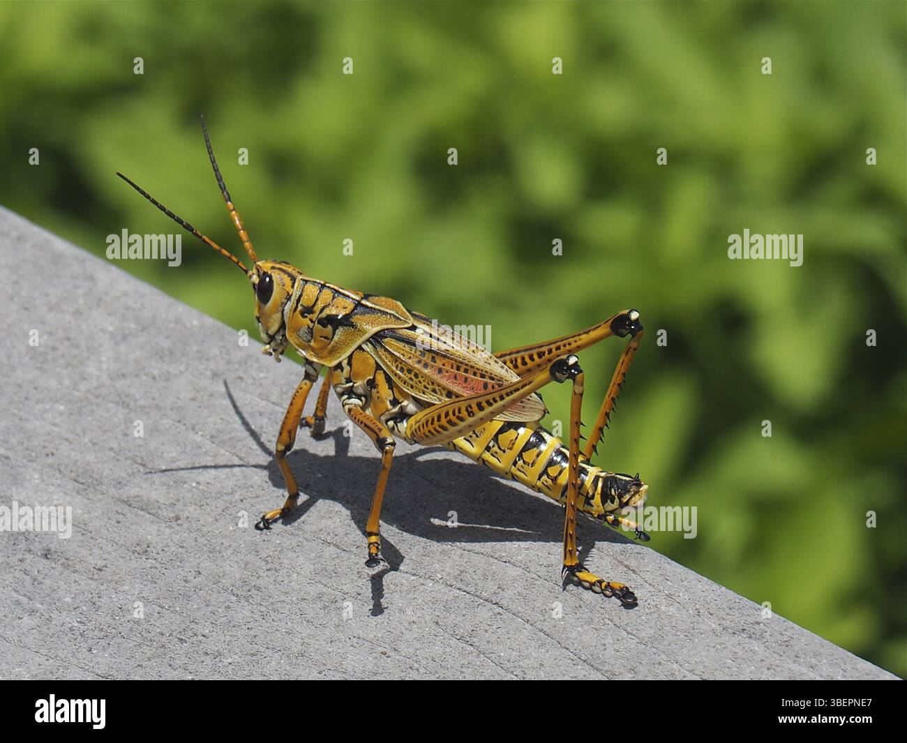 Cavalletta a dita corte (Romalea microptera) Foto Stock