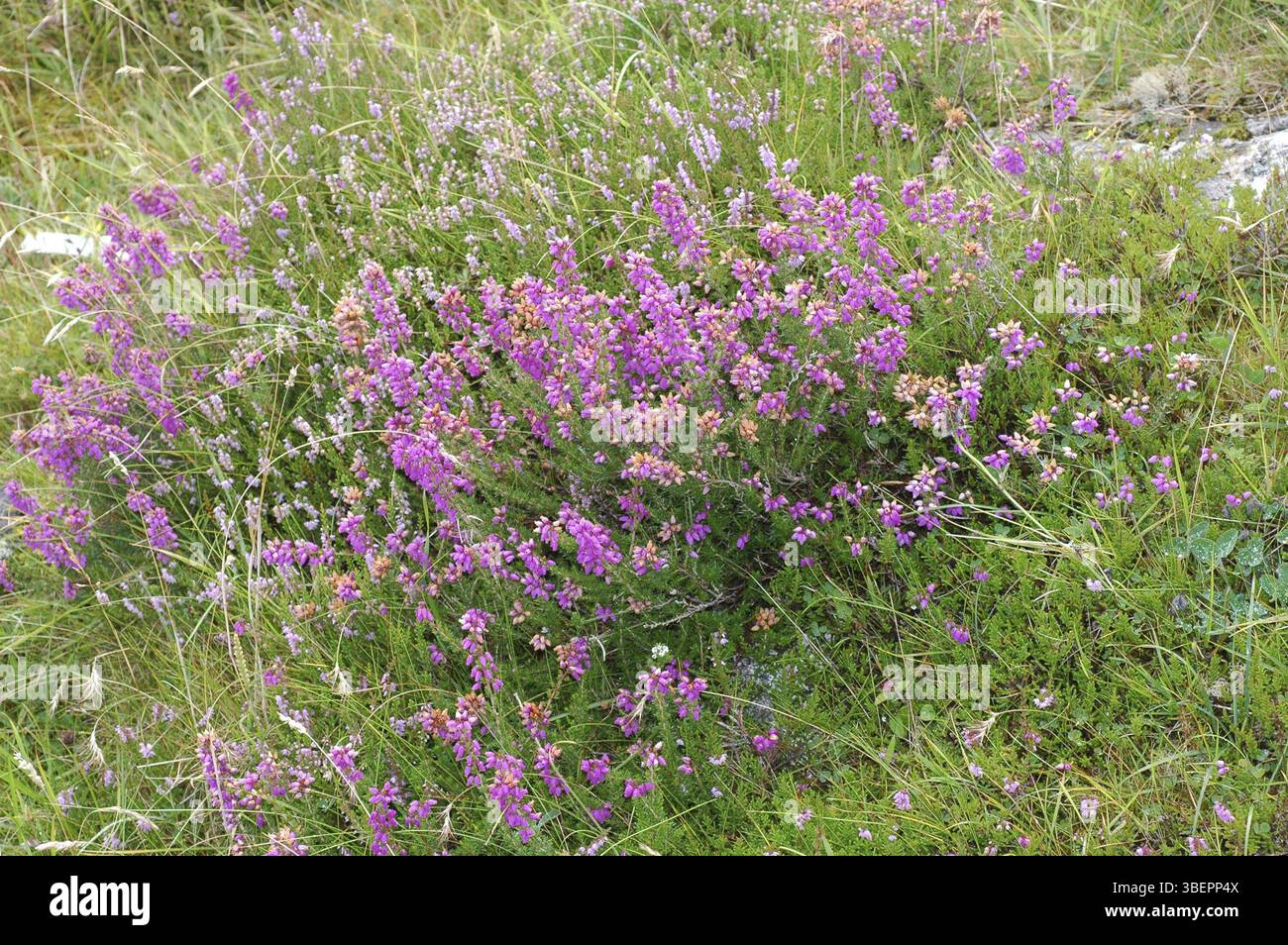 Heather (Calluna vulgaris) Foto Stock