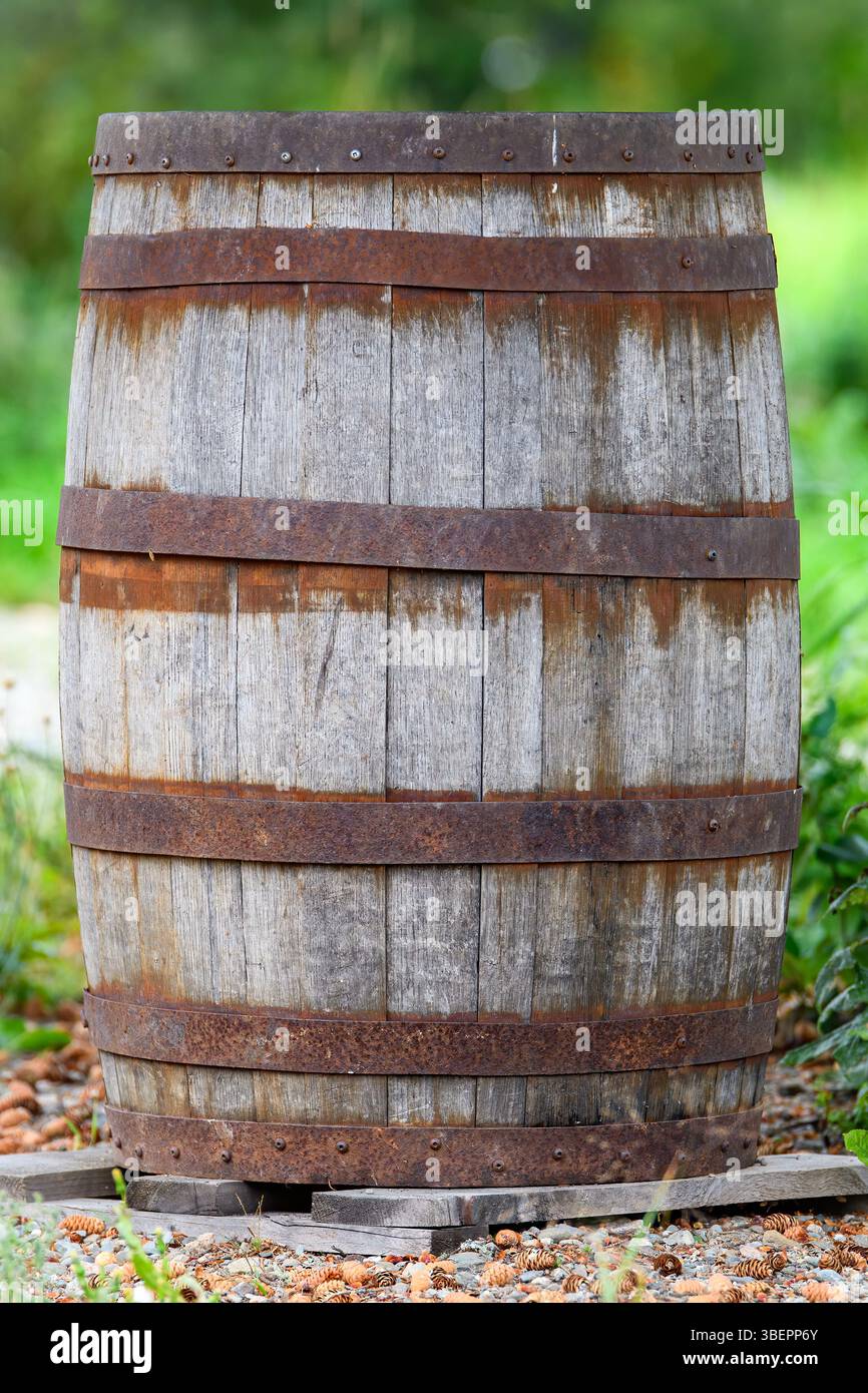 Una vecchia botte di legno tenuta insieme con fasce di ferro arrugginite. La canna è sbiadita. Piante verdi dietro. Vista ravvicinata. Foto Stock
