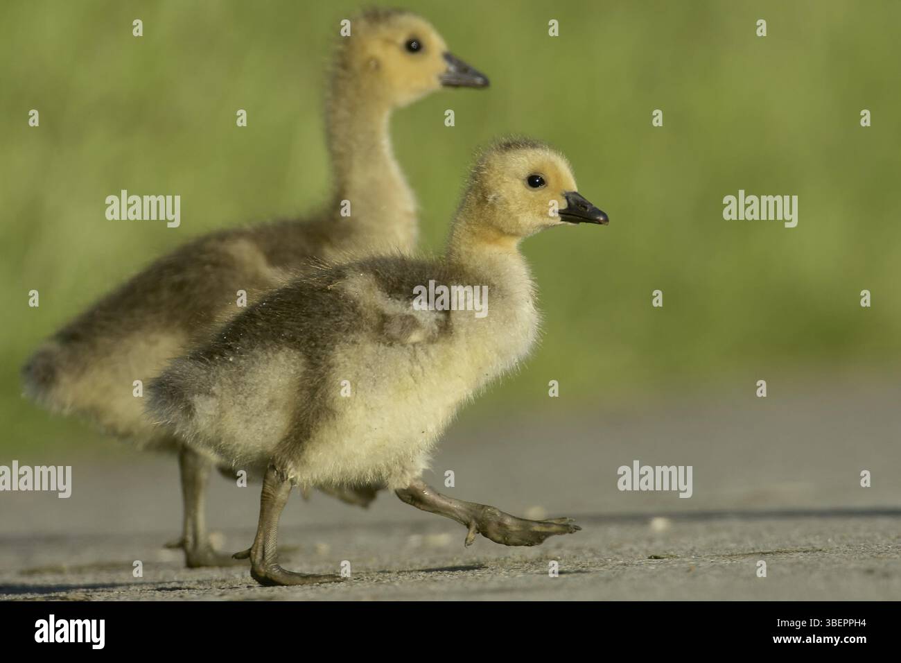 Canada goose (Branta canadensis) Foto Stock