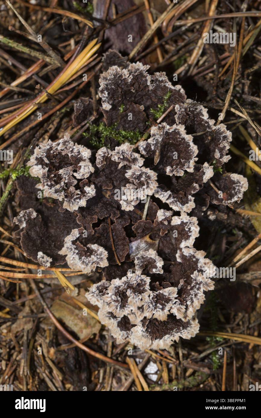 Fungo da verruca a ventaglio (Thelephora terrestris) Foto Stock