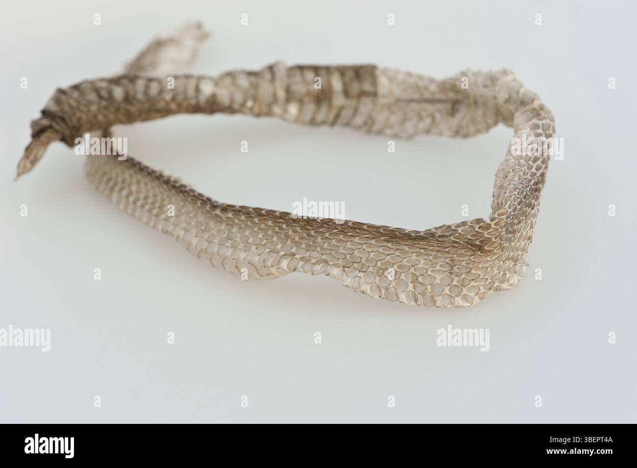 Pelle di serpente erba (Natrix natrix) Foto Stock