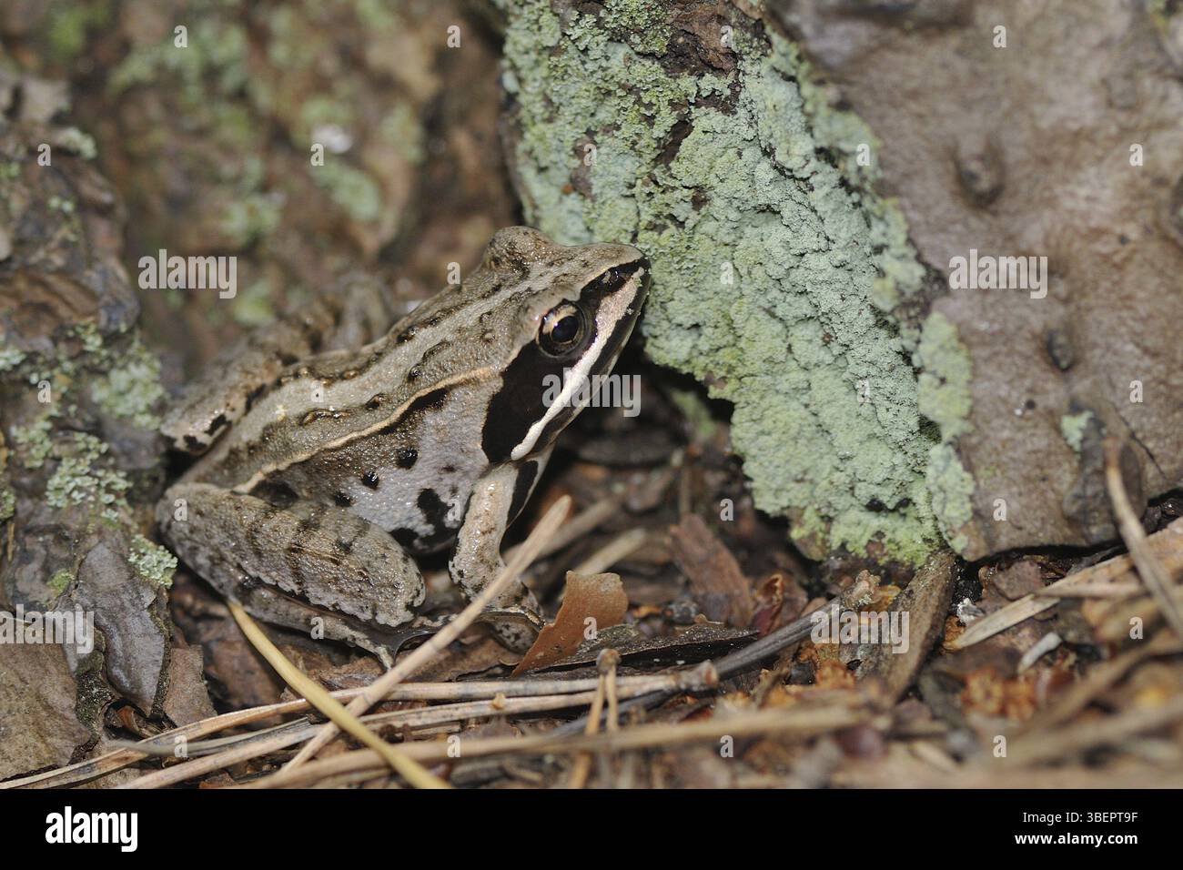 Moor frog (Rana arvalis) Foto Stock