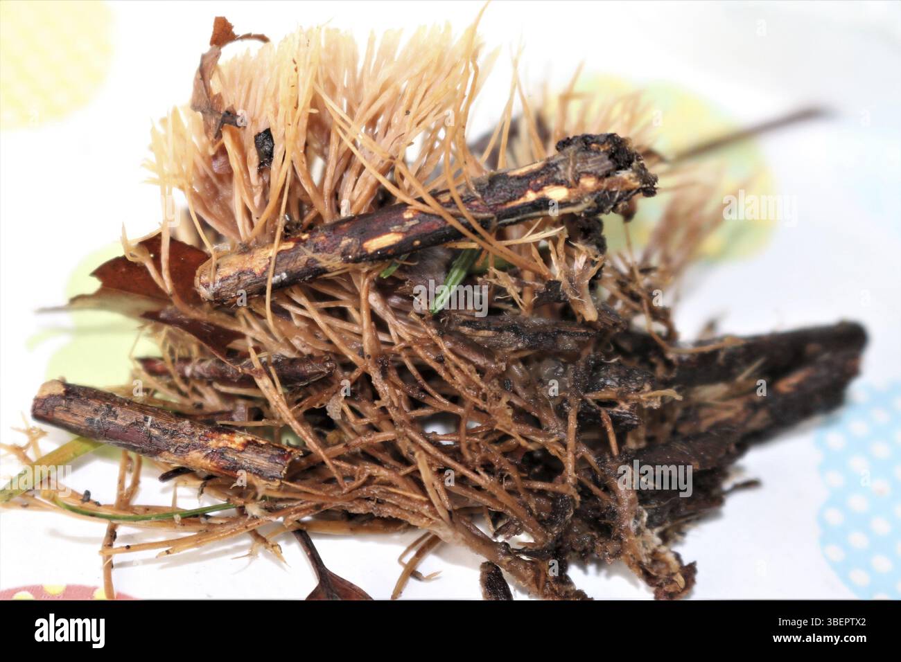 Setole puzzolenti corallo (Pterula multifida) Foto Stock