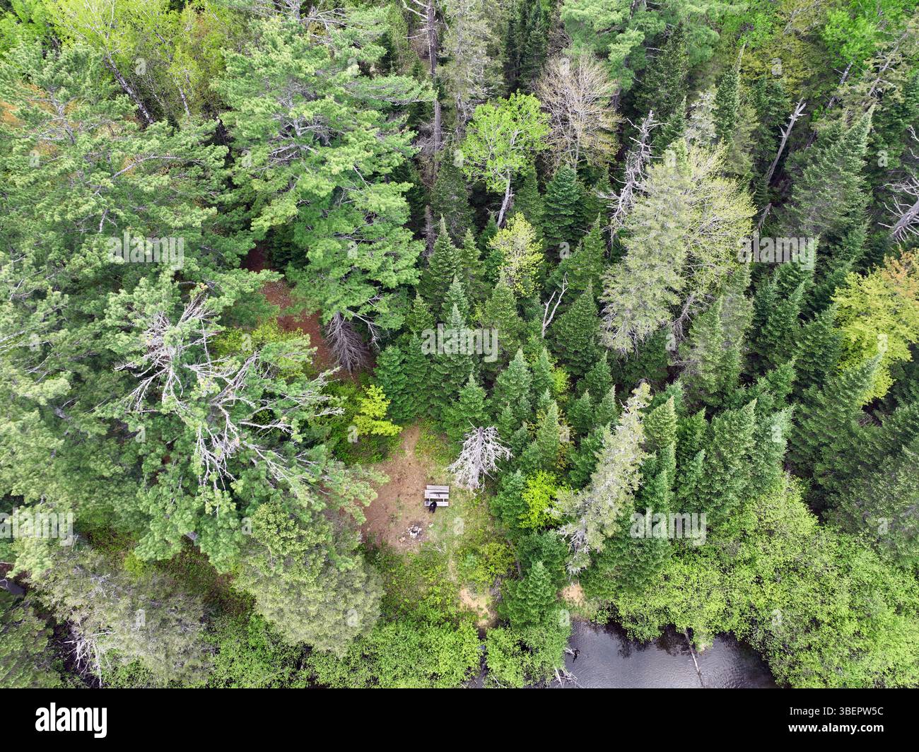 Una vista aerea e verticale mostra una piccola radura con un tavolo da picnic e una fossa per il fuoco circondata da una fitta foresta mista sempreverde e decidua vicino a un corpo Foto Stock