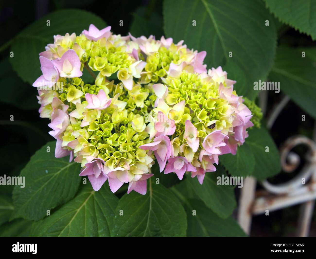 Primo piano di giovani fioriture rosa di un'ortensia che fiorisce in un cortile anteriore a Bonn, in Germania, a maggio. Foto Stock