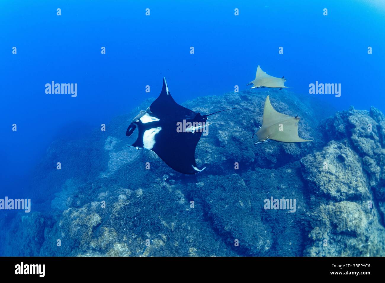 Manta oceanica gigante, Manta birostris, con remora comune, Remora remora, seguita da due raggi del diavolo cileno, Mobula tarapacana, Formigas Islet dive Foto Stock