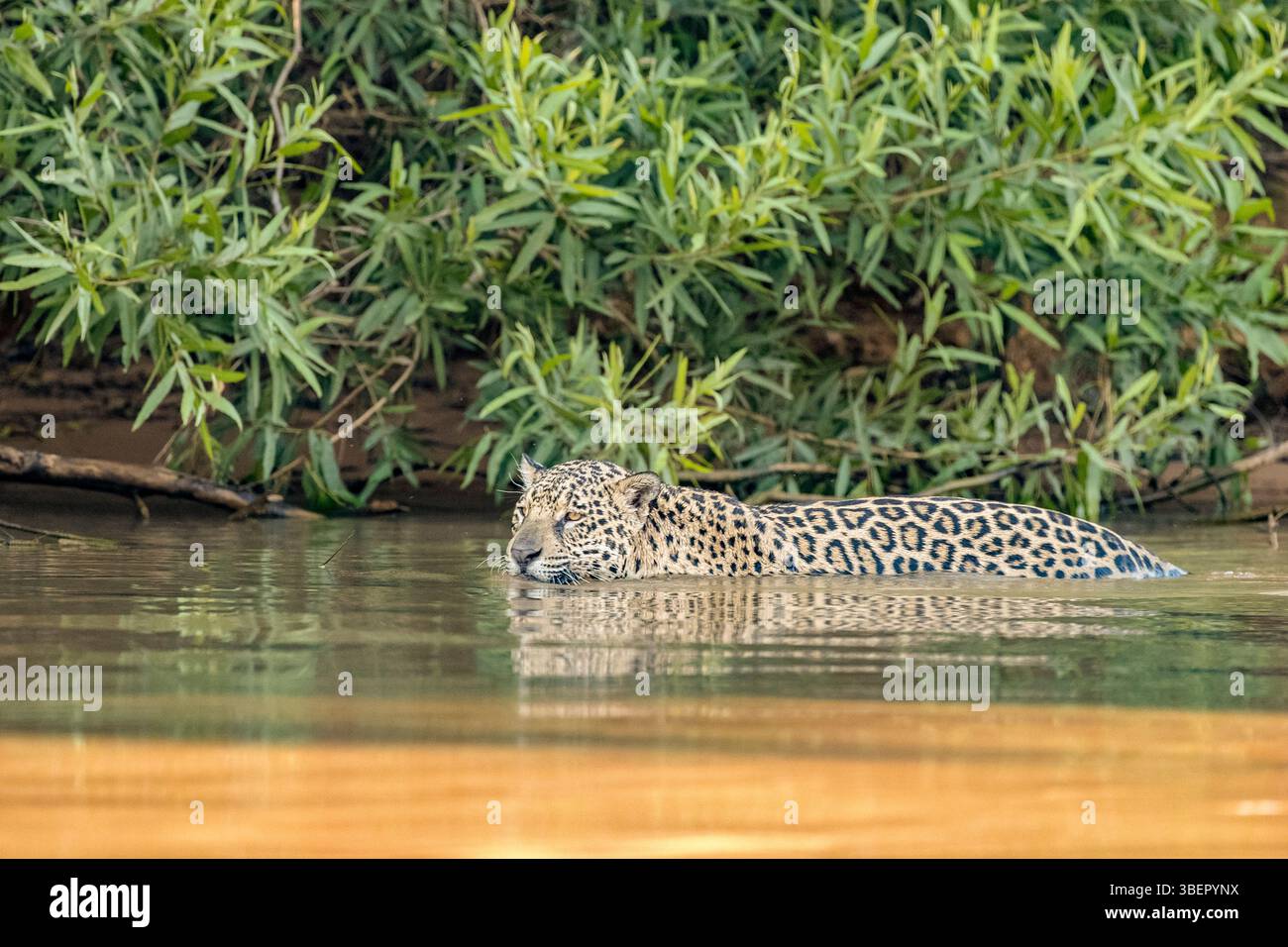 jaguar, Panthera onca, nuoto nel fiume, Pantanal, Mato grosso, Brasile, Sud America Foto Stock
