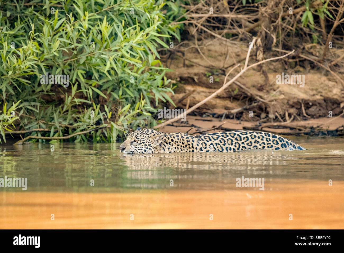 jaguar, Panthera onca, nuoto nel fiume, Pantanal, Mato grosso, Brasile, Sud America Foto Stock