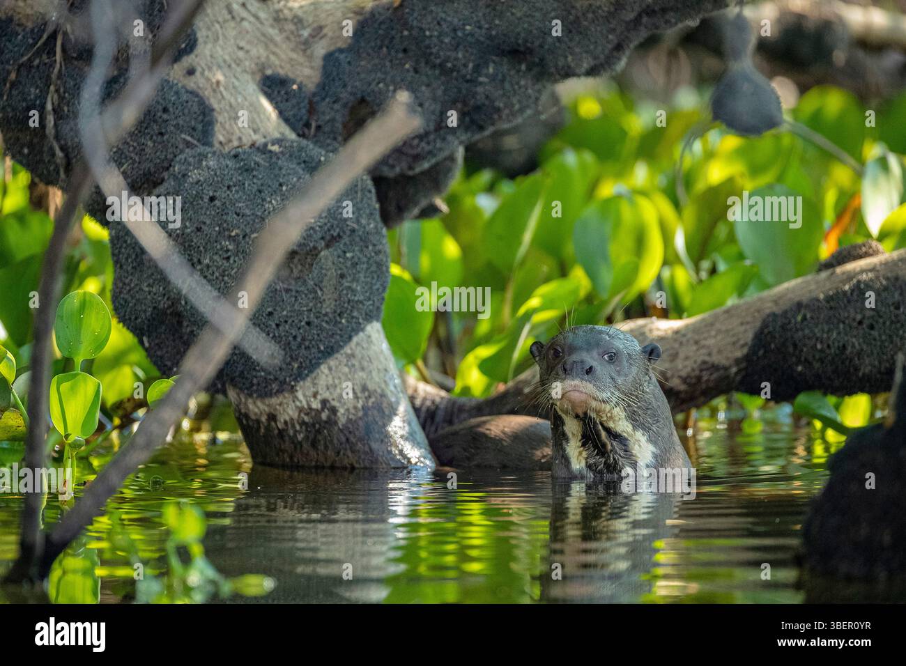 Lontra gigante (Pteronura brasiliensis), nelle mangrovie, Pantanal, Mato grosso, Brasile Foto Stock