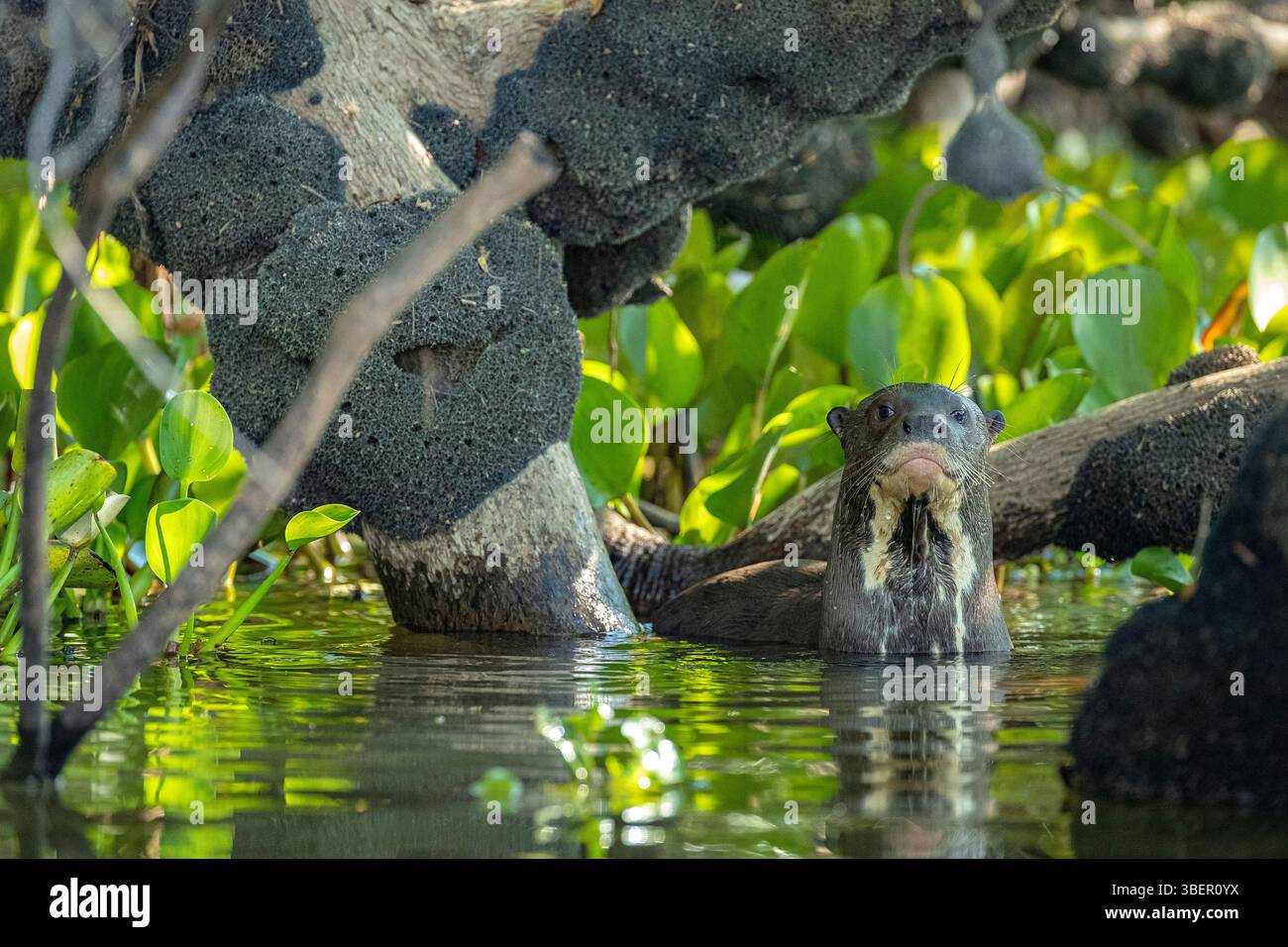 Lontra gigante (Pteronura brasiliensis), nelle mangrovie, Pantanal, Mato grosso, Brasile Foto Stock