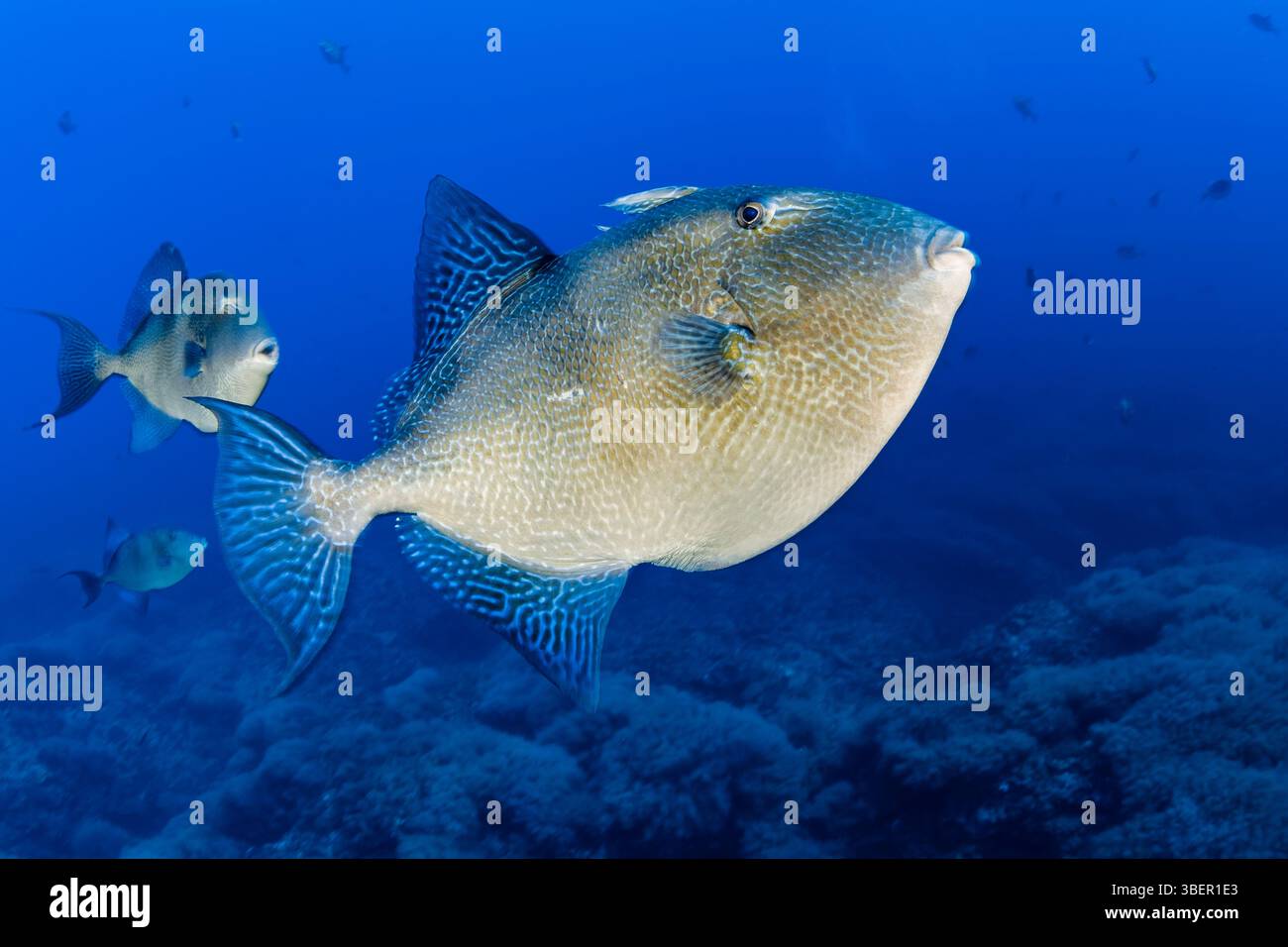 Grigi, pesci grigi, pesci grigi, Balistes capriscus, isola di Santa Maria, Azzorre, Portogallo, Oceano Atlantico Foto Stock