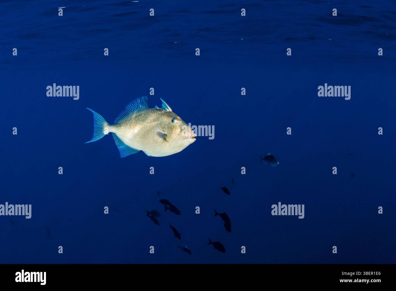 Grigi, pesci grigi, pesci grigi, Balistes capriscus, isola di Santa Maria, Azzorre, Portogallo, Oceano Atlantico Foto Stock