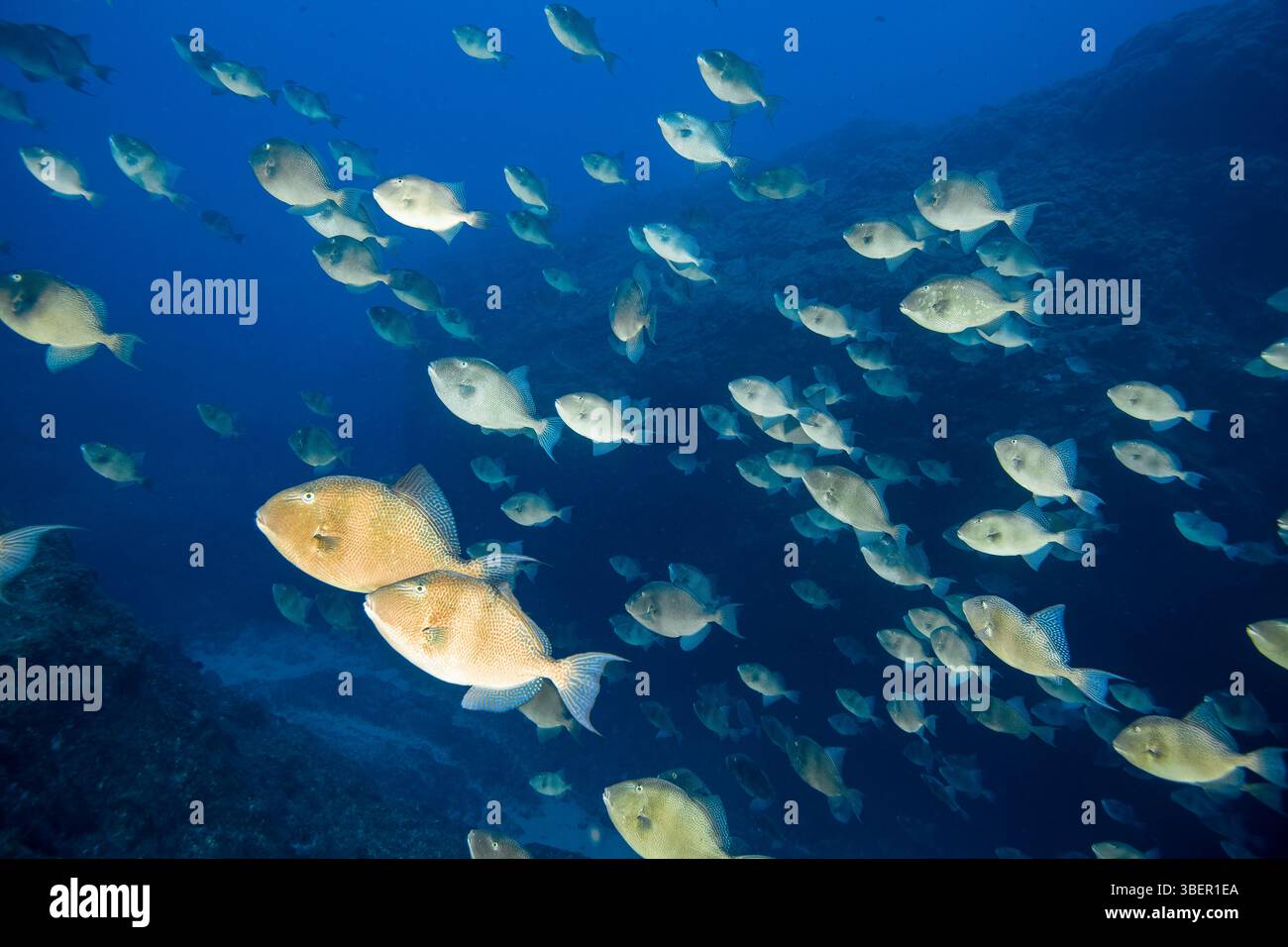 Grigi, grigi, pesci grigi, Balistes capriscus, scolarizzazione, isola di Santa Maria, Azzorre, Portogallo, Oceano Atlantico Foto Stock
