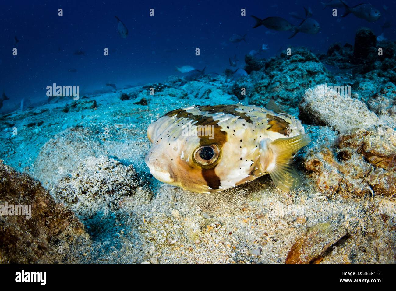 Porcospino spinale, Diodon holocanthus, relitto di Salvatierra, Mar di Cortez, bassa California, Messico, Oceano Pacifico Foto Stock