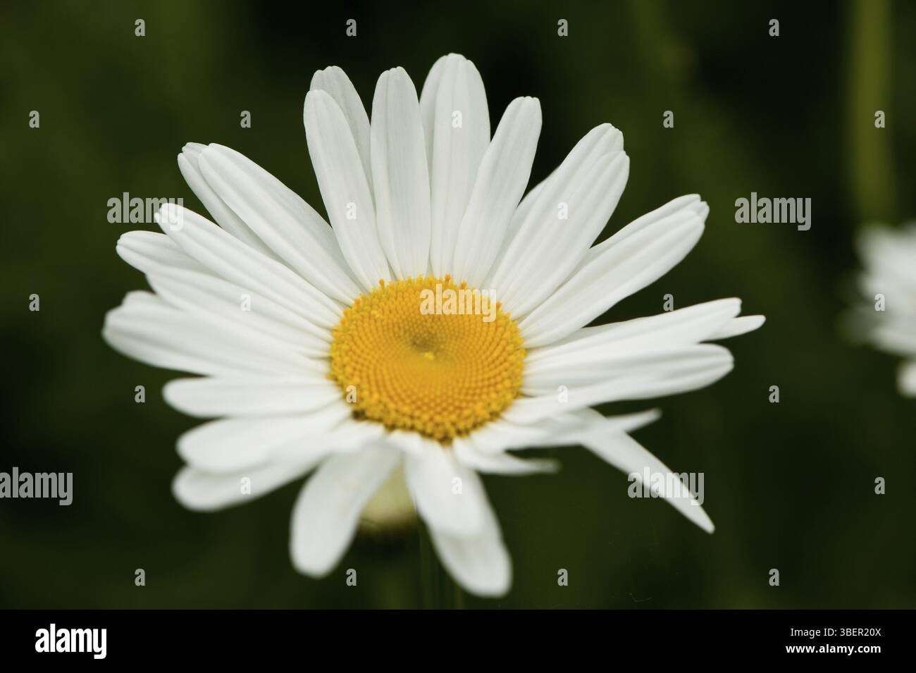 Margherite (Leucanthemum) Foto Stock