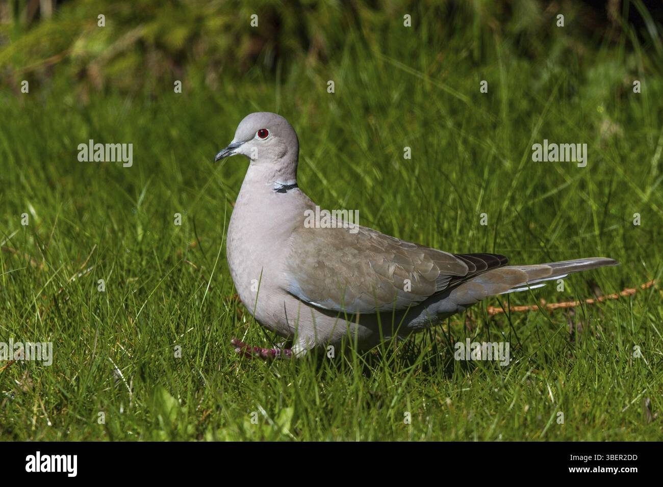 Colomba eurasiatica con colletto in cerca di materiale di nidificazione (Streptopelia decaocto) Foto Stock