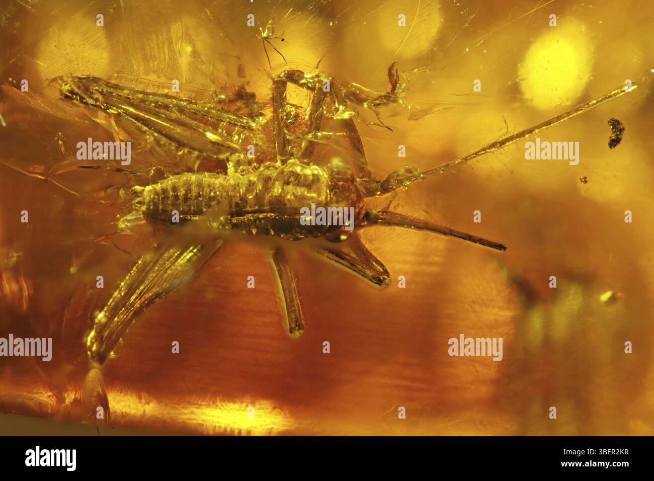 Amberinkluse - Grasshopper Foto Stock