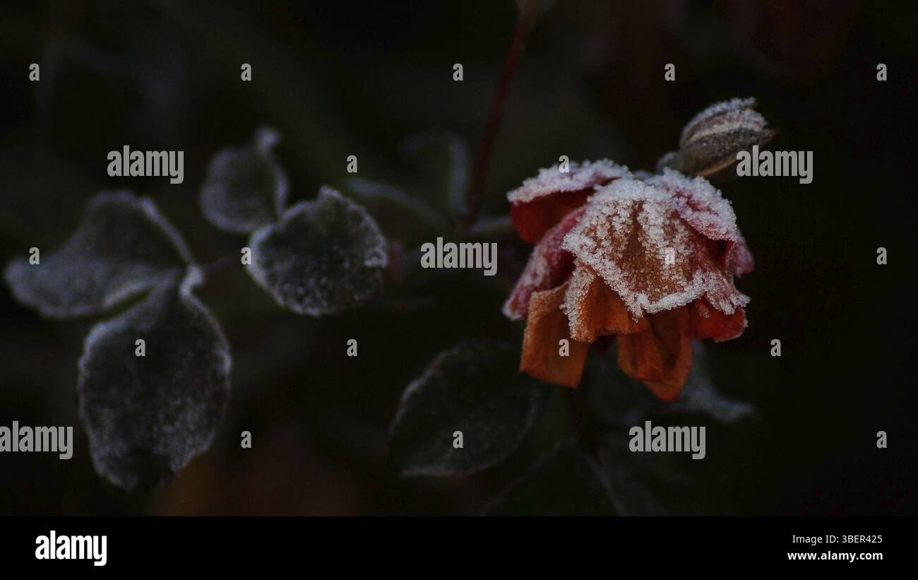 Rosa con cristalli di ghiaccio (rosa) Foto Stock