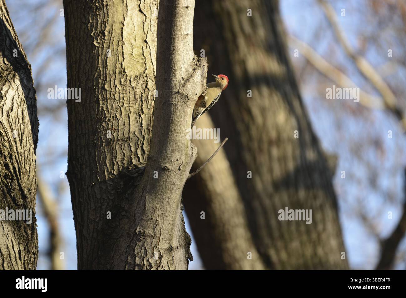 Carolina Woodpecker (Melanerpes carolinus) Foto Stock