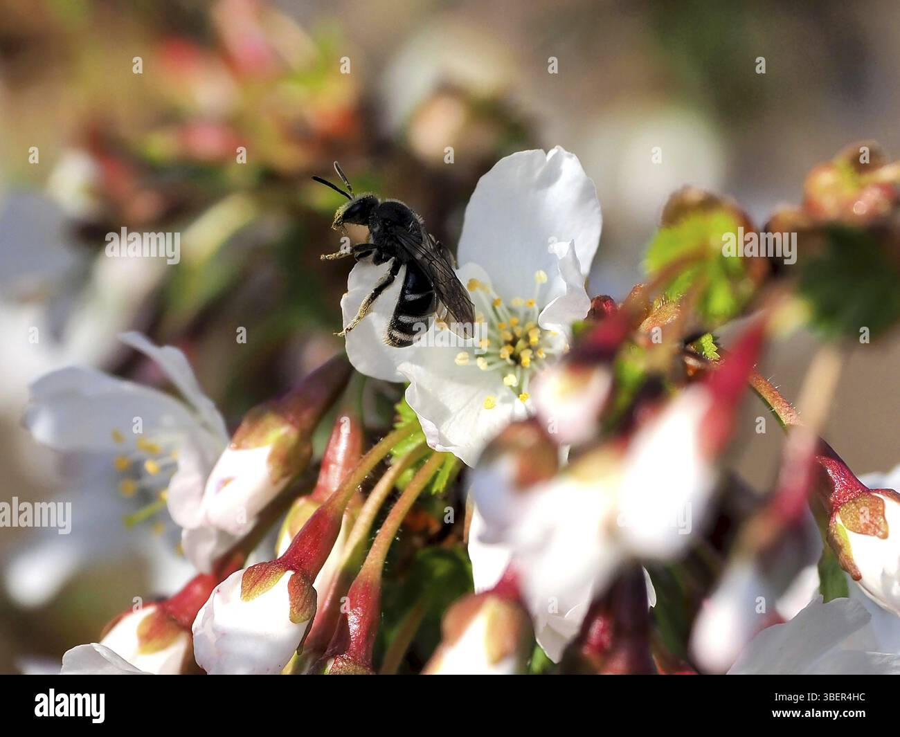 Ape verde scuro con ali strette e fiori di ciliegio ornamentale (Halictus morio) Foto Stock